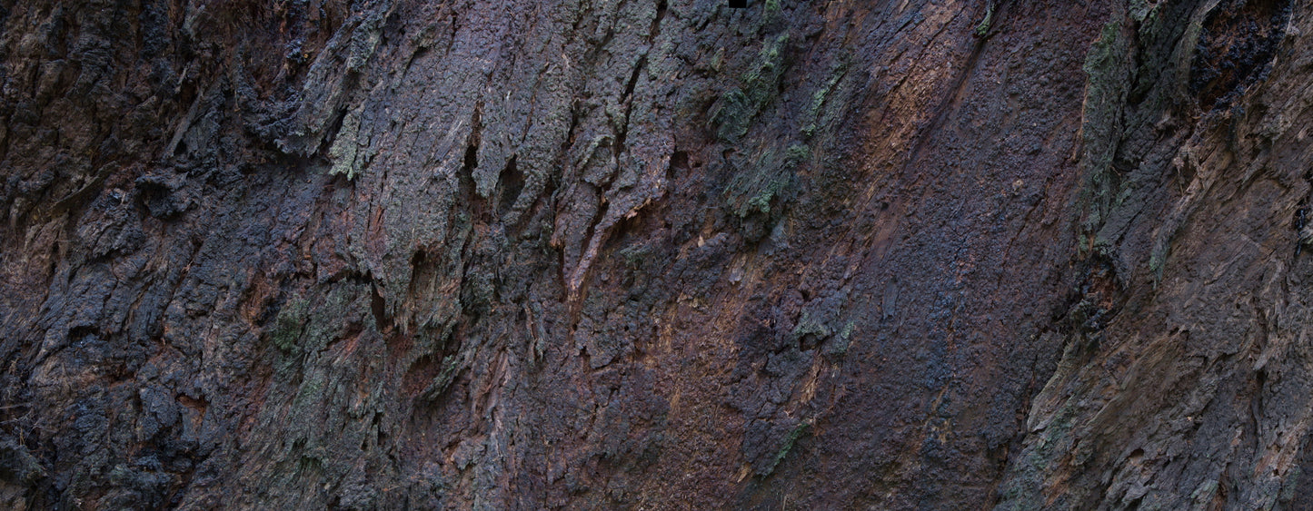 Print—Barked Mountain Ash—Australia