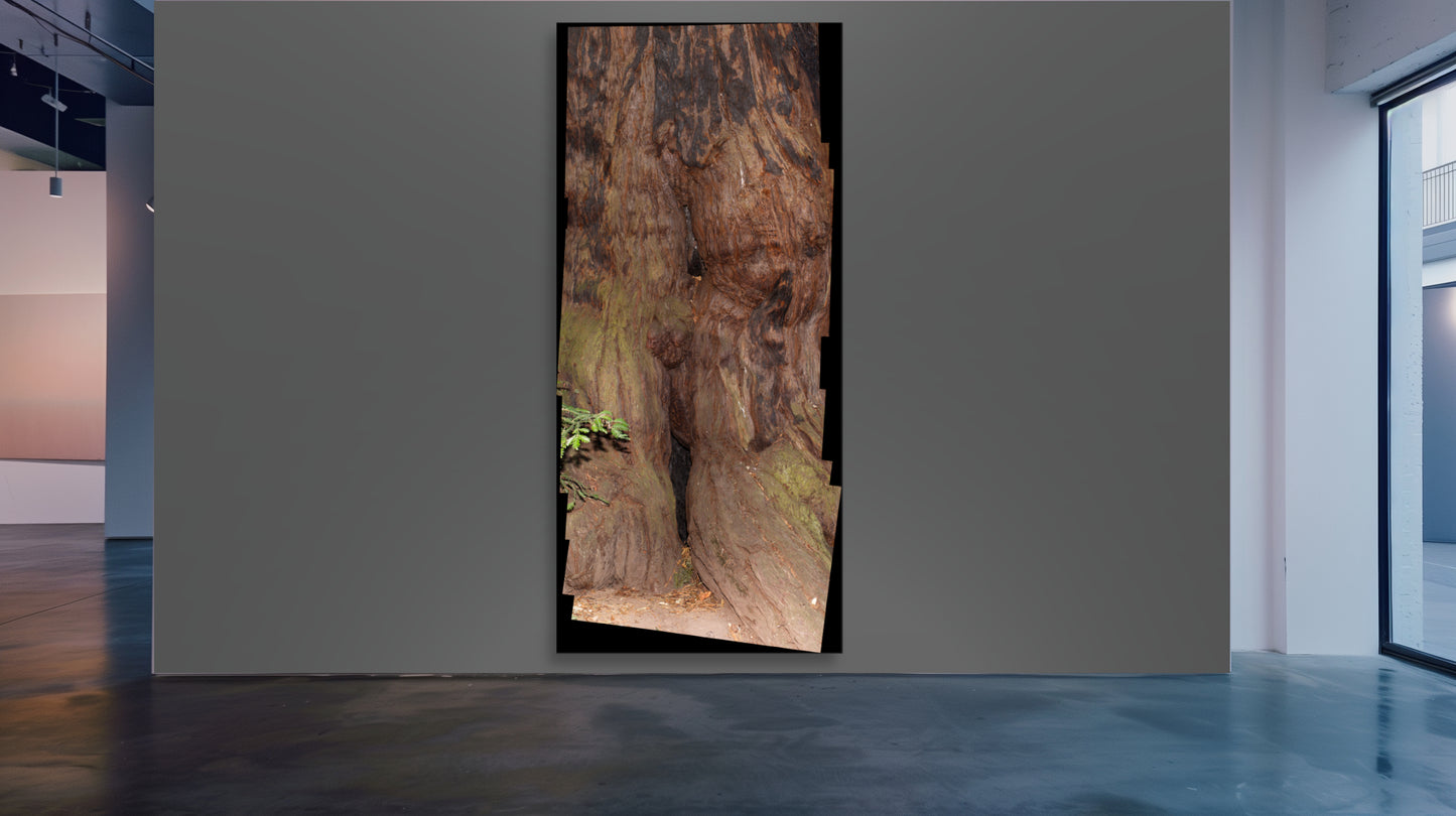 Print—Barked Coastal Redwood—USA