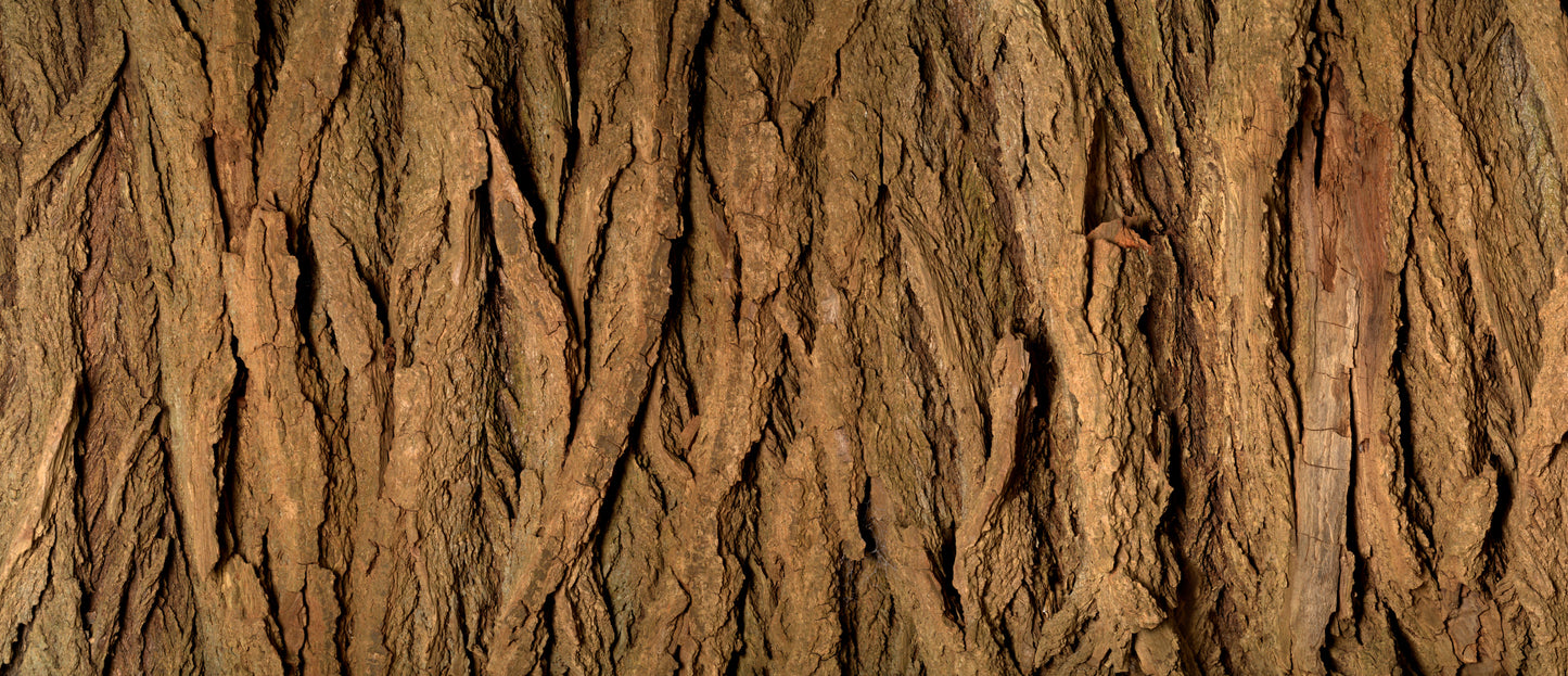 Print—Barked Eastern Cottonwood—Canada