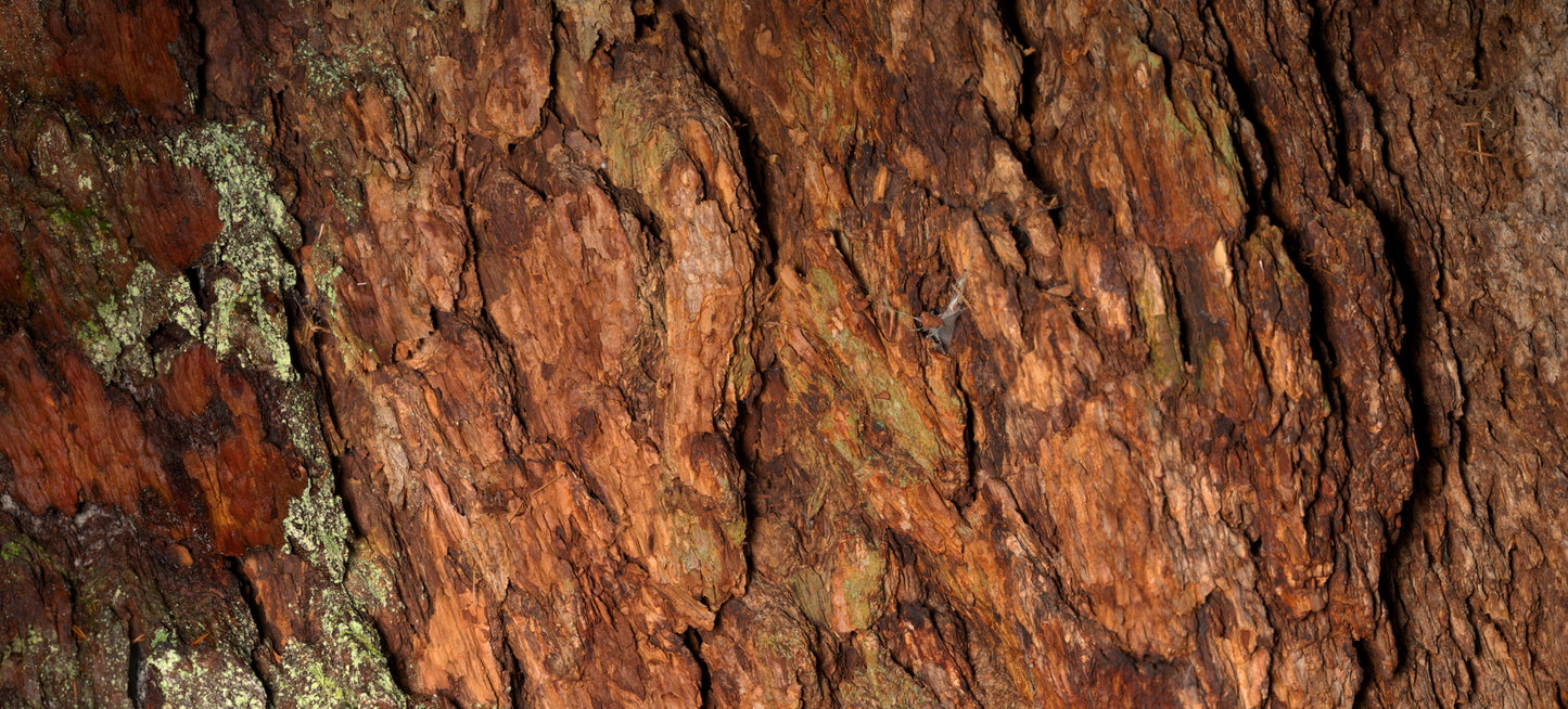 Print—Barked Douglas Fir—Canada