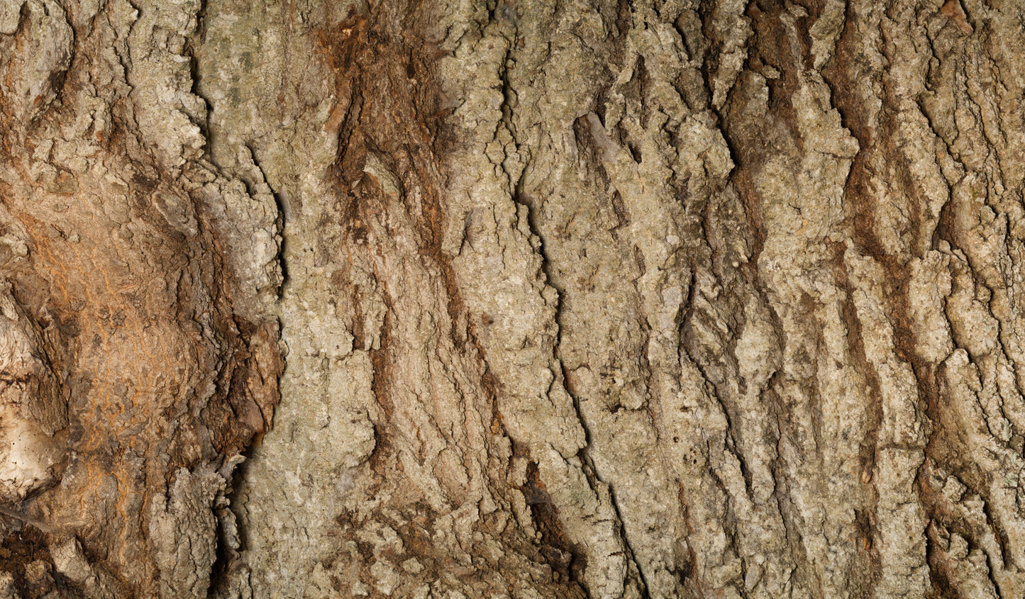 Print—Barked European Ash—Portugal