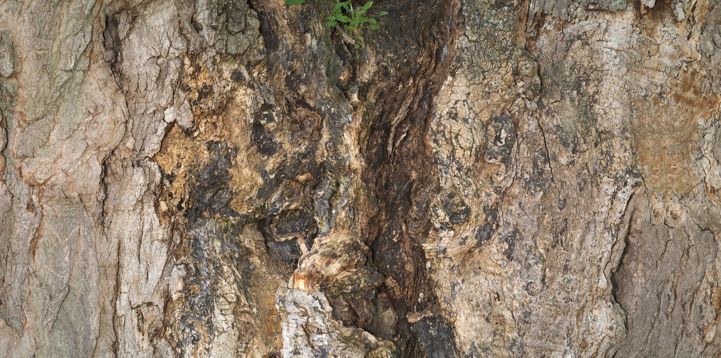 Print—Barked Sugar Maple—Canada