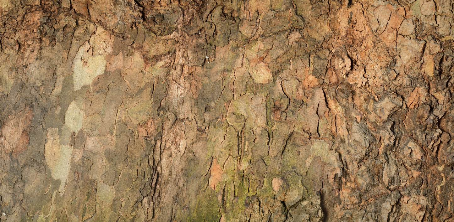 Print—Barked London Plane—England