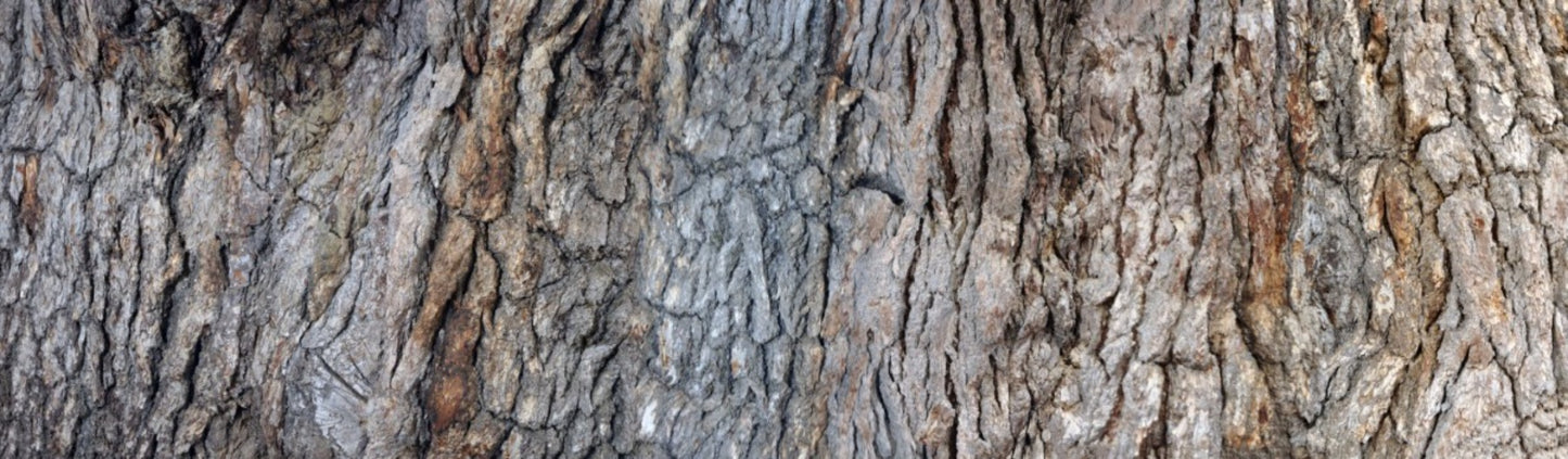 Print—Barked Lebanese Cedar—Lebanon