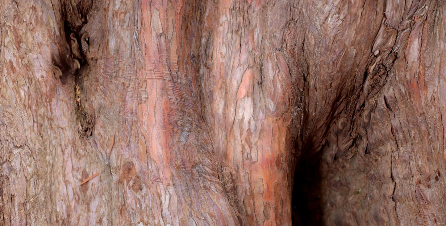 Print—Barked Dawn Redwood—Canada