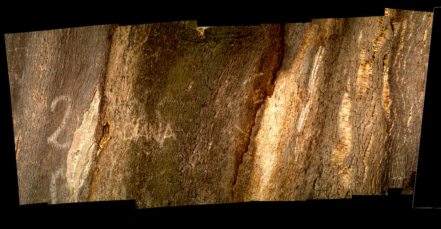 Print—Barked Cork Oak—Portugal