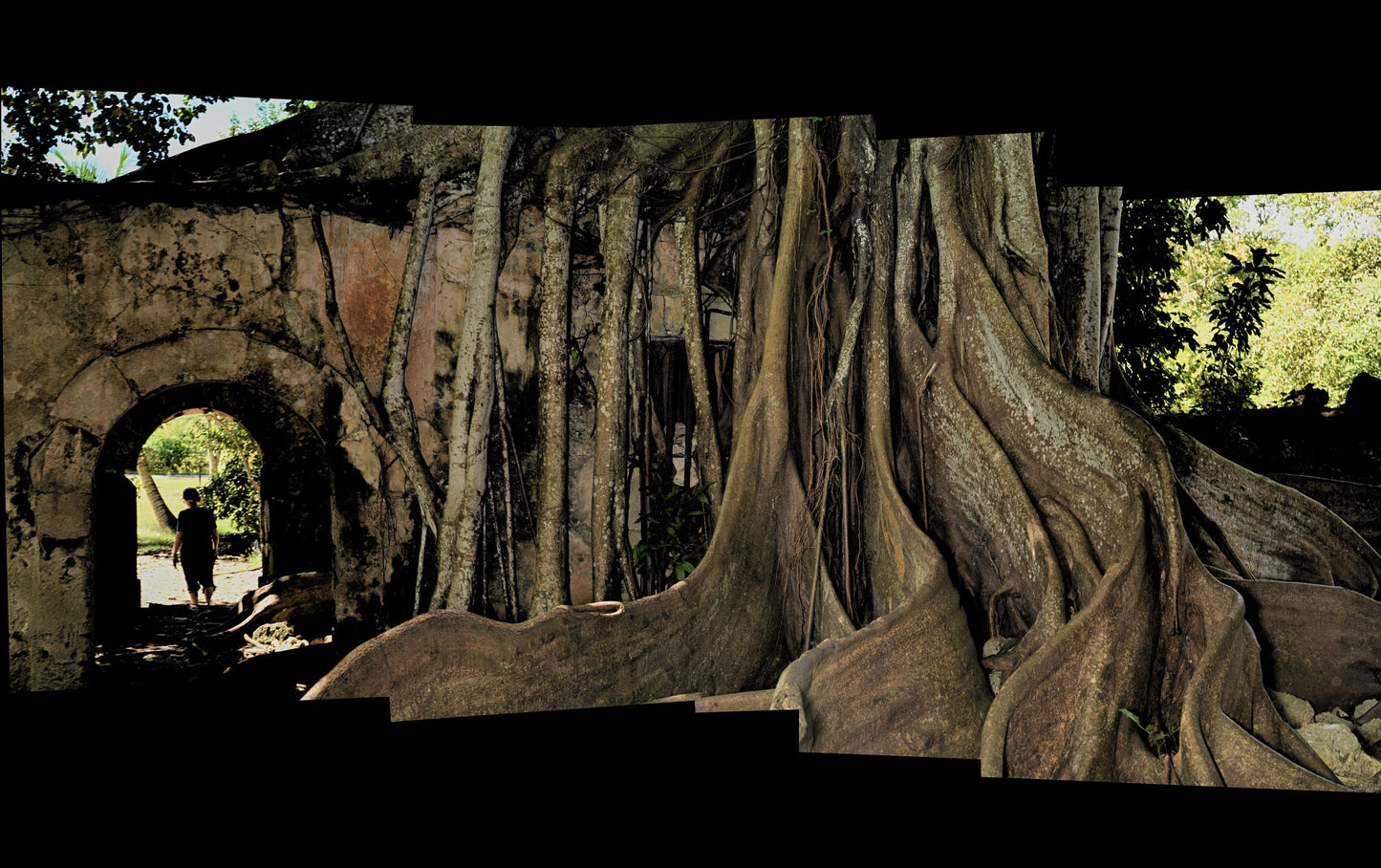 Print—Barked Cursed Fig—Guadeloupe