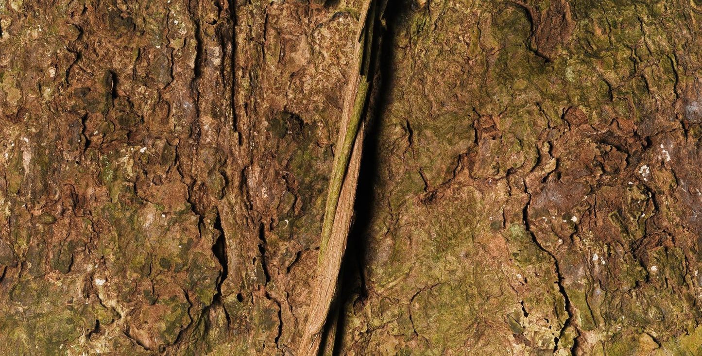 Print—Barked Mahogany—Guadeloupe