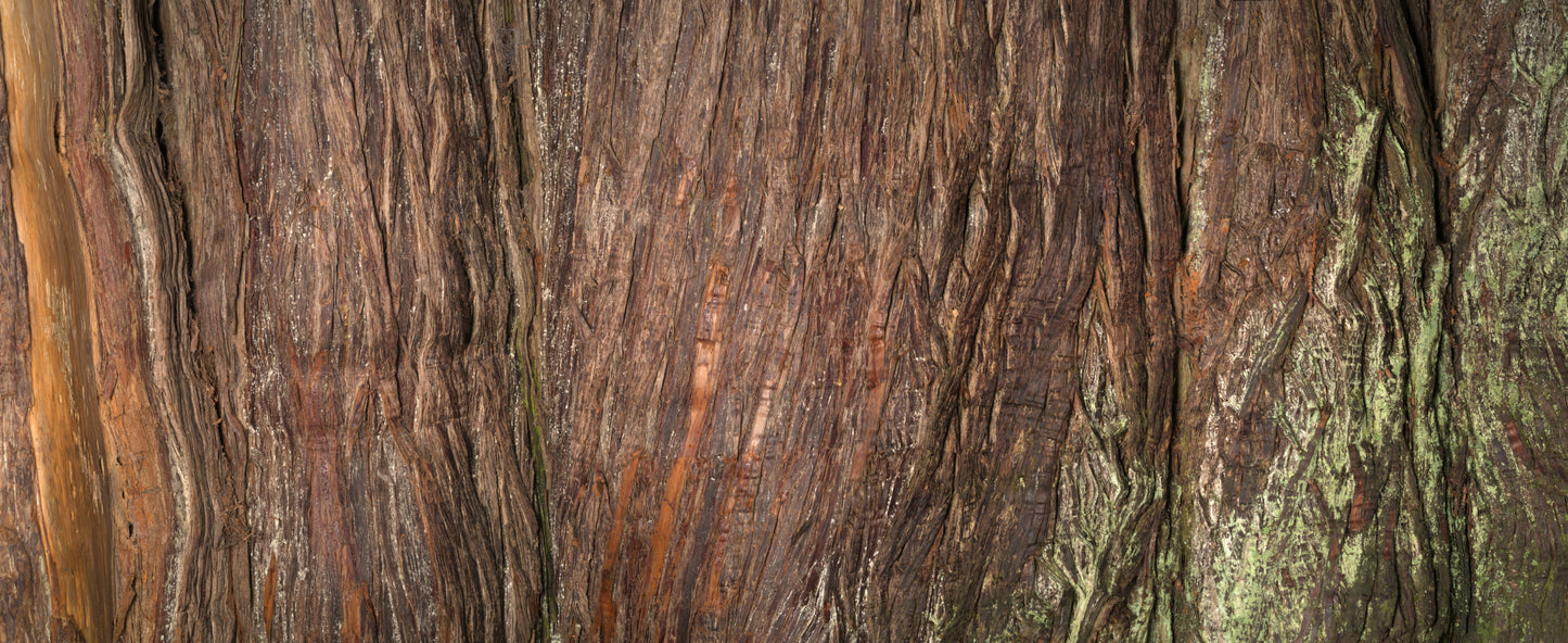 Print—Barked Western Red Cedar—Canada