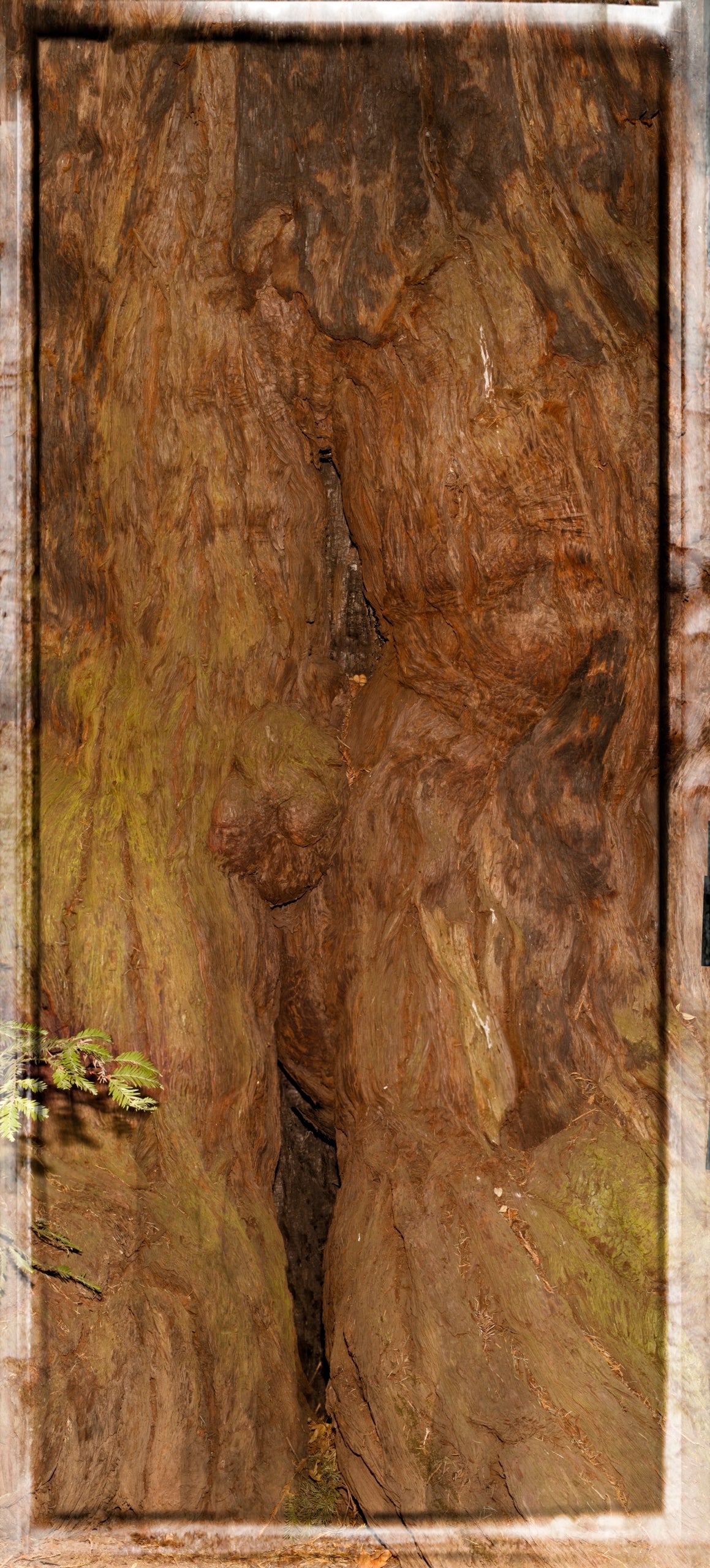 Print—Barked Coastal Redwood—USA