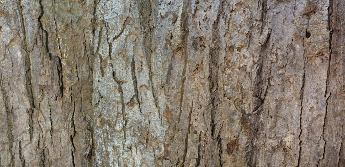 Print—Barked Tulip Poplar—USA