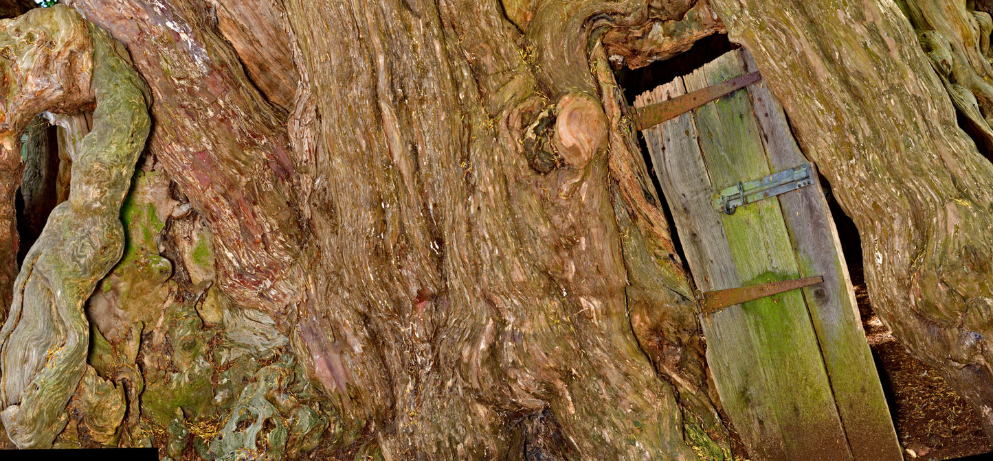 English Yew tree bark