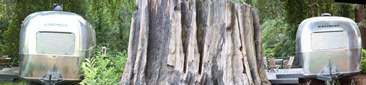 Print—Barked redwood stump—USA